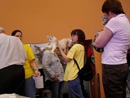 Kočka na výstavě